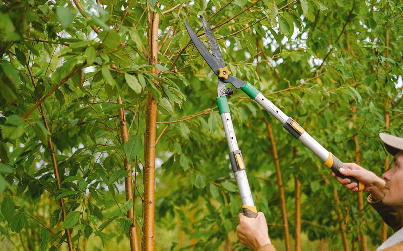 Tree trimming in Burt, IA